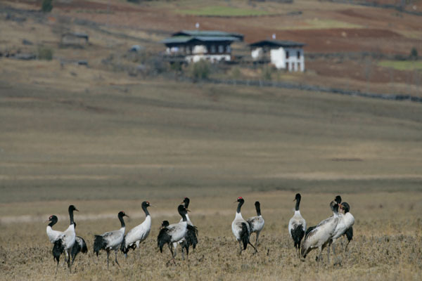 Black necked cranes in Phobjikha Valley