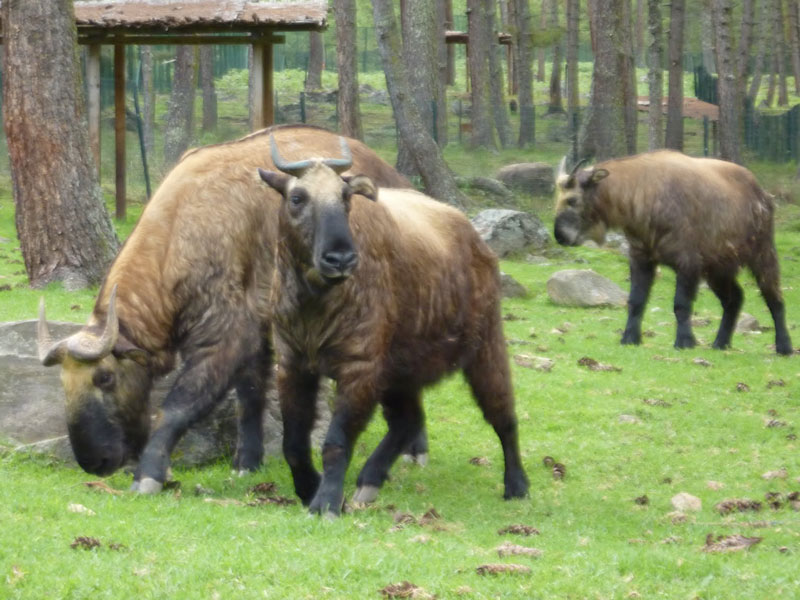 Takins at the Motithang taken reserve